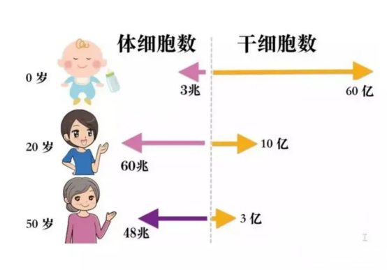 干細胞到底能做些什么？