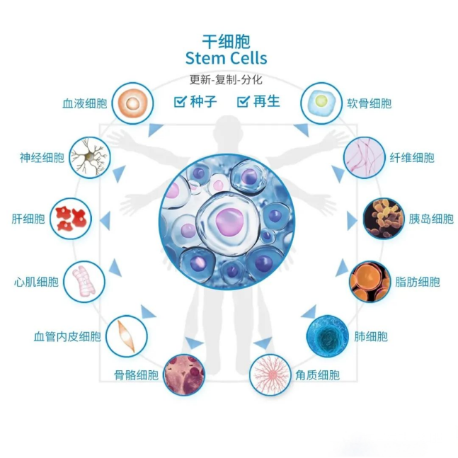 干細胞會不會篡改基因？